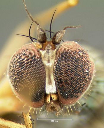 Media type: image;   Entomology 12963 Aspect: head frontal view